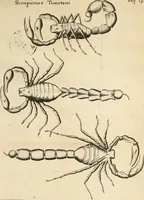An illustration from Francisci Redi patritii Aretini Experimenta circa generationem insectorum (1671)