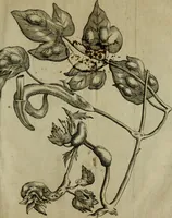 An illustration from Francisci Redi patritii Aretini Experimenta circa generationem insectorum (1671)