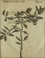 Picture 7 of 41 from Francisci Redi patritii Aretini Experimenta circa generationem insectorum (1671), leaf 236