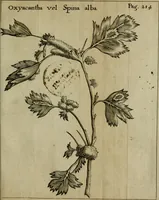 Picture 8 of 41 from Francisci Redi patritii Aretini Experimenta circa generationem insectorum (1671), leaf 238