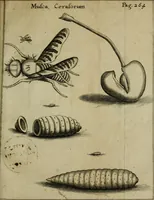 Picture 10 of 41 from Francisci Redi patritii Aretini Experimenta circa generationem insectorum (1671), leaf 292