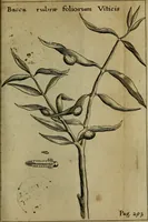 Picture 11 of 41 from Francisci Redi patritii Aretini Experimenta circa generationem insectorum (1671), leaf 322