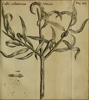 Picture 13 of 41 from Francisci Redi patritii Aretini Experimenta circa generationem insectorum (1671), leaf 326