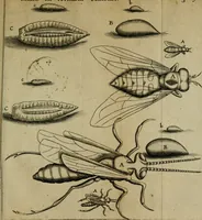 An illustration from Francisci Redi patritii Aretini Experimenta circa generationem insectorum (1671)