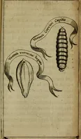 Picture 15 of 41 from Francisci Redi patritii Aretini Experimenta circa generationem insectorum (1671), leaf 340