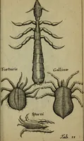 An illustration from Francisci Redi patritii Aretini Experimenta circa generationem insectorum (1671)