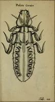 An illustration from Francisci Redi patritii Aretini Experimenta circa generationem insectorum (1671)