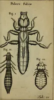Picture 20 of 41 from Francisci Redi patritii Aretini Experimenta circa generationem insectorum (1671), leaf 394