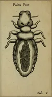 An illustration from Francisci Redi patritii Aretini Experimenta circa generationem insectorum (1671)
