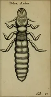 Picture 22 of 41 from Francisci Redi patritii Aretini Experimenta circa generationem insectorum (1671), leaf 398