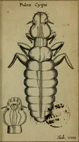 An illustration from Francisci Redi patritii Aretini Experimenta circa generationem insectorum (1671)