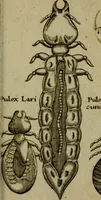 An illustration from Francisci Redi patritii Aretini Experimenta circa generationem insectorum (1671)