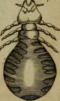 An illustration from Francisci Redi patritii Aretini Experimenta circa generationem insectorum (1671)