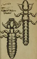 An illustration from Francisci Redi patritii Aretini Experimenta circa generationem insectorum (1671)