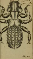 An illustration from Francisci Redi patritii Aretini Experimenta circa generationem insectorum (1671)