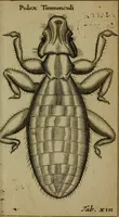 An illustration from Francisci Redi patritii Aretini Experimenta circa generationem insectorum (1671)