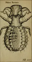 Picture 30 of 41 from Francisci Redi patritii Aretini Experimenta circa generationem insectorum (1671), leaf 414