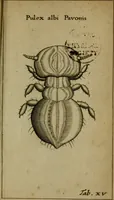 An illustration from Francisci Redi patritii Aretini Experimenta circa generationem insectorum (1671)
