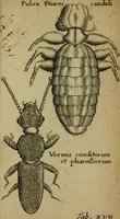 An illustration from Francisci Redi patritii Aretini Experimenta circa generationem insectorum (1671)