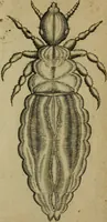 An illustration from Francisci Redi patritii Aretini Experimenta circa generationem insectorum (1671)