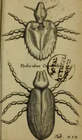 An illustration from Francisci Redi patritii Aretini Experimenta circa generationem insectorum (1671)