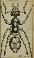 An illustration from Francisci Redi patritii Aretini Experimenta circa generationem insectorum (1671)