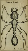 An illustration from Francisci Redi patritii Aretini Experimenta circa generationem insectorum (1671)