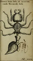 An illustration from Francisci Redi patritii Aretini Experimenta circa generationem insectorum (1671)