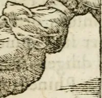 An illustration from Francisci Sanctii Brocensis in inclyta Salmaticensi Academia rhetoricae Graecaeque linguae professoris Comment. in And. Alciati emblemata : nunc denuo multis in locis accurate recognita, & quamplurimis figuris illustrata : cum indice copiosissimo (1573)