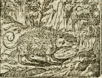 An illustration from Francisci Sanctii Brocensis in inclyta Salmaticensi Academia rhetoricae Graecaeque linguae professoris Comment. in And. Alciati emblemata : nunc denuo multis in locis accurate recognita, & quamplurimis figuris illustrata : cum indice copiosissimo (1573)