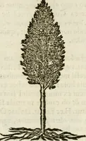 An illustration from Francisci Sanctii Brocensis in inclyta Salmaticensi Academia rhetoricae Graecaeque linguae professoris Comment. in And. Alciati emblemata : nunc denuo multis in locis accurate recognita, & quamplurimis figuris illustrata : cum indice copiosissimo (1573)