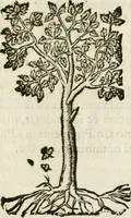 Picture 205 of 217 from Francisci Sanctii Brocensis in inclyta Salmaticensi Academia rhetoricae Graecaeque linguae professoris Comment. in And. Alciati emblemata : nunc denuo multis in locis accurate recognita, & quamplurimis figuris illustrata : cum indice copiosissimo (1573), leaf 542