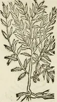 An illustration from Francisci Sanctii Brocensis in inclyta Salmaticensi Academia rhetoricae Graecaeque linguae professoris Comment. in And. Alciati emblemata : nunc denuo multis in locis accurate recognita, & quamplurimis figuris illustrata : cum indice copiosissimo (1573)