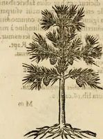 Picture 208 of 217 from Francisci Sanctii Brocensis in inclyta Salmaticensi Academia rhetoricae Graecaeque linguae professoris Comment. in And. Alciati emblemata : nunc denuo multis in locis accurate recognita, & quamplurimis figuris illustrata : cum indice copiosissimo (1573), leaf 547
