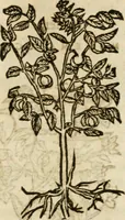 Picture 209 of 217 from Francisci Sanctii Brocensis in inclyta Salmaticensi Academia rhetoricae Graecaeque linguae professoris Comment. in And. Alciati emblemata : nunc denuo multis in locis accurate recognita, & quamplurimis figuris illustrata : cum indice copiosissimo (1573), leaf 548