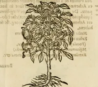 Picture 212 of 217 from Francisci Sanctii Brocensis in inclyta Salmaticensi Academia rhetoricae Graecaeque linguae professoris Comment. in And. Alciati emblemata : nunc denuo multis in locis accurate recognita, & quamplurimis figuris illustrata : cum indice copiosissimo (1573), leaf 552
