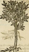 Picture 214 of 217 from Francisci Sanctii Brocensis in inclyta Salmaticensi Academia rhetoricae Graecaeque linguae professoris Comment. in And. Alciati emblemata : nunc denuo multis in locis accurate recognita, & quamplurimis figuris illustrata : cum indice copiosissimo (1573), leaf 555