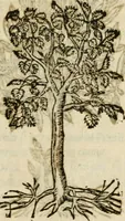 Picture 215 of 217 from Francisci Sanctii Brocensis in inclyta Salmaticensi Academia rhetoricae Graecaeque linguae professoris Comment. in And. Alciati emblemata : nunc denuo multis in locis accurate recognita, & quamplurimis figuris illustrata : cum indice copiosissimo (1573), leaf 556
