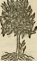 An illustration from Francisci Sanctii Brocensis in inclyta Salmaticensi Academia rhetoricae Graecaeque linguae professoris Comment. in And. Alciati emblemata : nunc denuo multis in locis accurate recognita, & quamplurimis figuris illustrata : cum indice copiosissimo (1573)