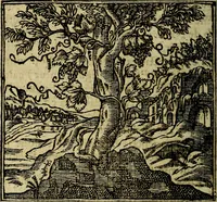 Picture 26 of 207 from Francisci Sanctii Brocensis .. (1573), leaf 109
