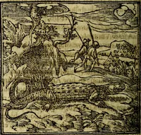 An illustration from Francisci Sanctii Brocensis .. (1573)