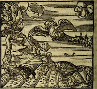 Picture 139 of 207 from Francisci Sanctii Brocensis .. (1573), leaf 415