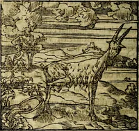 Picture 140 of 207 from Francisci Sanctii Brocensis .. (1573), leaf 417