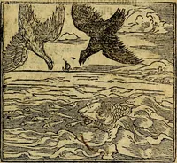 Picture 168 of 207 from Francisci Sanctii Brocensis .. (1573), leaf 478