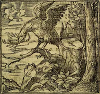 Picture 171 of 207 from Francisci Sanctii Brocensis .. (1573), leaf 484