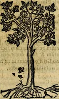 Picture 196 of 207 from Francisci Sanctii Brocensis .. (1573), leaf 548