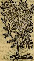 Picture 197 of 207 from Francisci Sanctii Brocensis .. (1573), leaf 550
