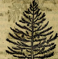 An illustration from Francisci Sanctii Brocensis .. (1573)