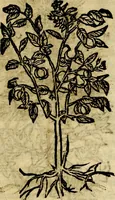 Picture 200 of 207 from Francisci Sanctii Brocensis .. (1573), leaf 554