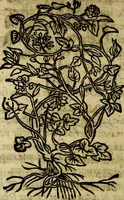 Picture 201 of 207 from Francisci Sanctii Brocensis .. (1573), leaf 555